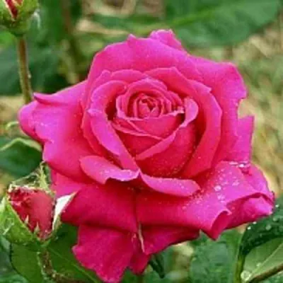 саженцы розы Шакира