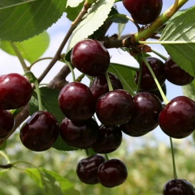 Вишня СВЕРДЛОВЧАНКА степная в Костроме