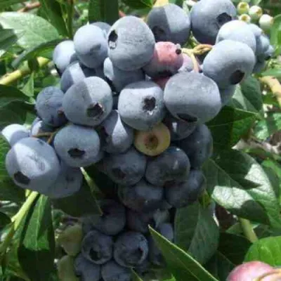 Голубика КРОЭТЭН в Костроме