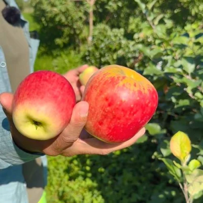 Яблоня БЛАГАЯ ВЕСТЬ в Костроме