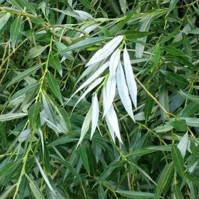 Ива ломкая  в Костроме