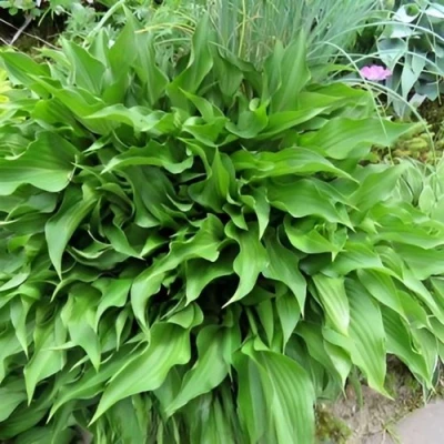 Хоста ГАРРИ ВАН ТРИЕР в Костроме