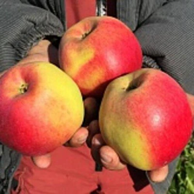 Яблоня СОКОЛОВСКОЕ стелющаяся в Костроме