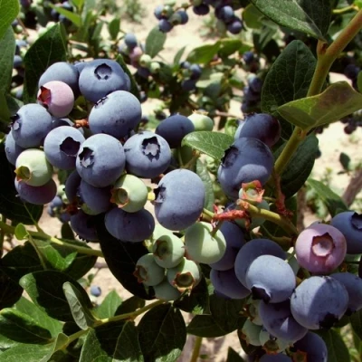 Голубика ЭЛИЗАБЕТ в Костроме