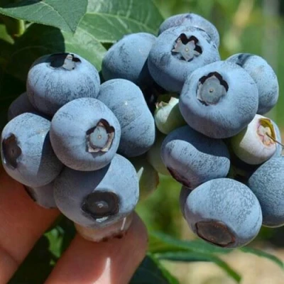 Голубика НЕЛЬСОН в Костроме