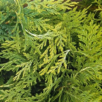 Кипарисовик САНКИСТ лавсона в Костроме