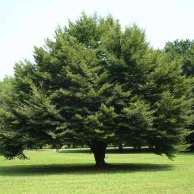 Бук обыкновенный в Костроме