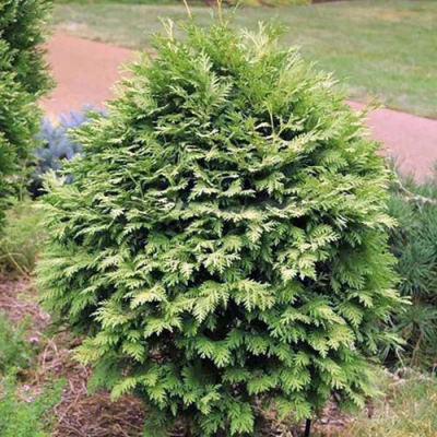 Туя ВАРЕАНА ЛЮТЕСЦЕНС западная в Костроме