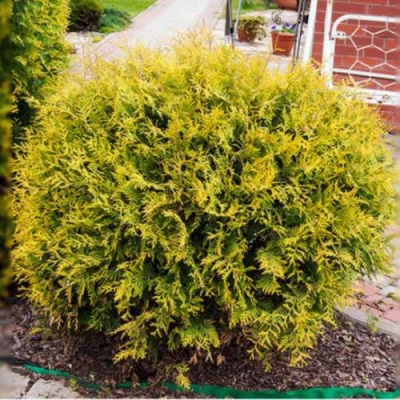 Туя КОЛЛЕРС ГОЛД складчатая в Костроме