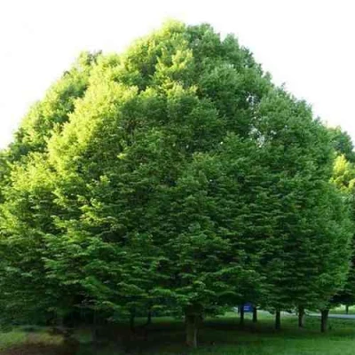 Граб японский в Костроме