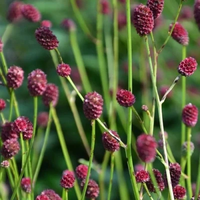 Кровохлебка ЧОКОЛАТ ТИП в Костроме