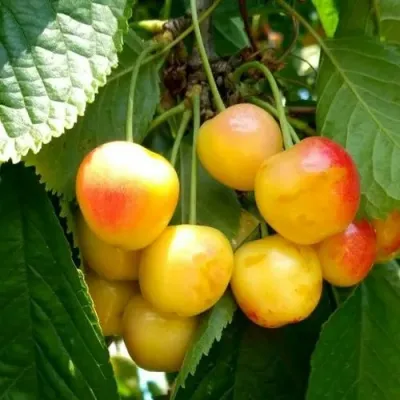 Черешня ЯНТАРНАЯ в Костроме