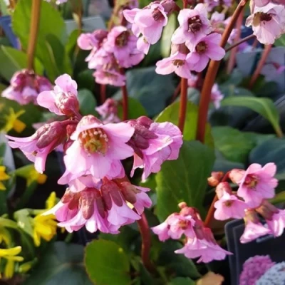 Бадан БЭБИ ДОЛЛ в Костроме