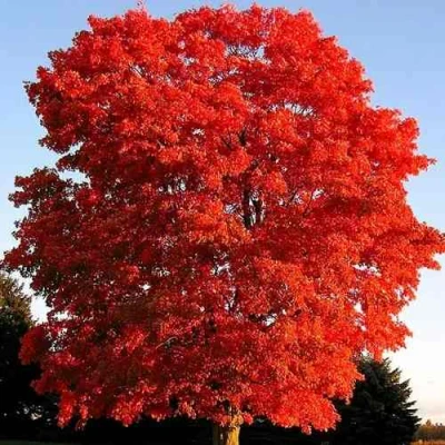 Дуб красный  в Костроме