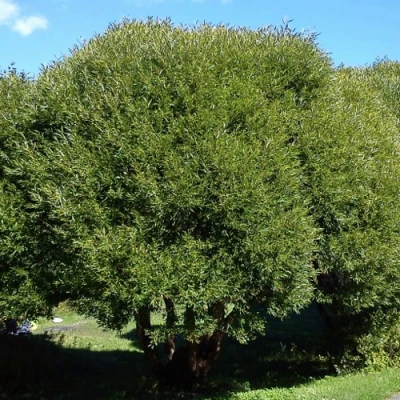 Ива ломкая  в Костроме