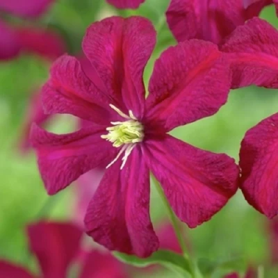 Клематис МАДАМ ДЖУЛИЯ КОРРЕВОН в Костроме