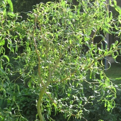 Ива МАТСУДАНА в Костроме