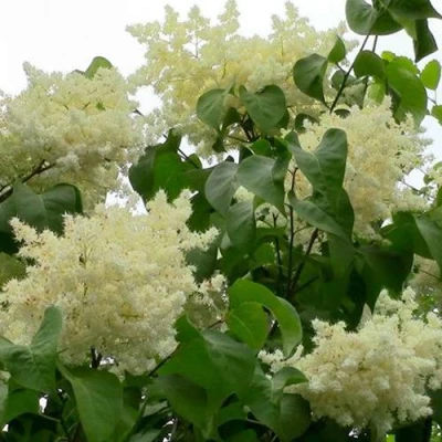 Сирень АМУРСКАЯ в Костроме