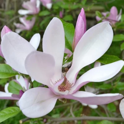 Магнолия ДЖОРДЖ ГЕНРИ КЕРН в Костроме