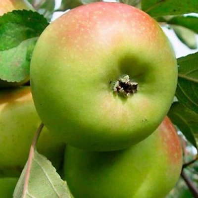 Яблоня БРАТ ЧУДНОГО стелющаяся в Костроме