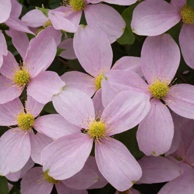 Клематис ГОРНЫЙ в Костроме