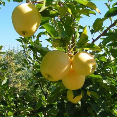 Яблоня ГОЛДЕН МИЛЛЕНИУМ в Костроме