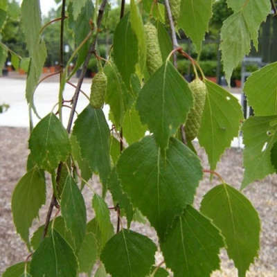 Береза ФАСЦИНЕЙШЕН белая  в Костроме