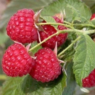 Саженцы малины Метеор