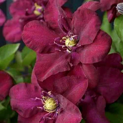 Клематис ЯН III СОБЕСКИ в Костроме