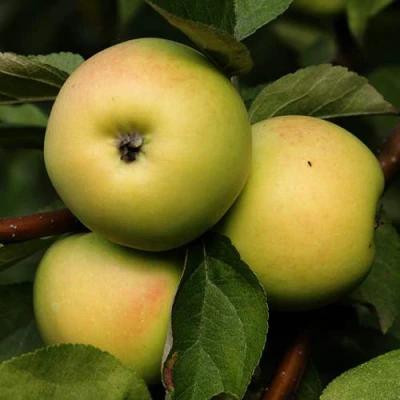 Яблоня ДАНИЛА в Костроме