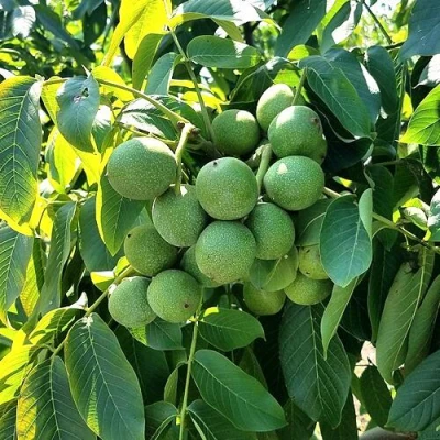 Грецкий орех  ИЗЯЩНЫЙ в Костроме