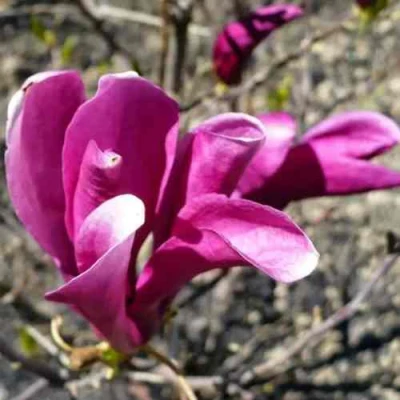 Магнолия СЬЮЗАН в Костроме