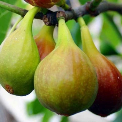 Инжир ДАЛМАТСКИЙ в Костроме