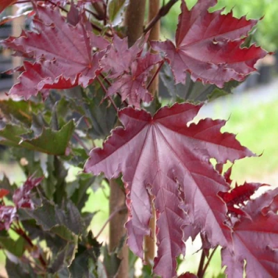 Клен КРИМСОН СЕНТРИ остролистный в Костроме