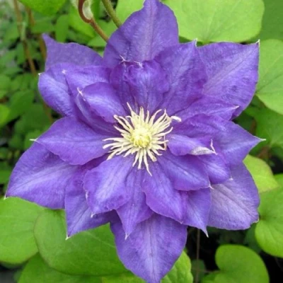 Клематис БЬЮТИ ОФ ВОЧЕСТЕР в Костроме