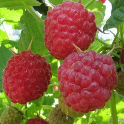 Малина НОВОСТЬ КУЗЬМИНА  в Костроме