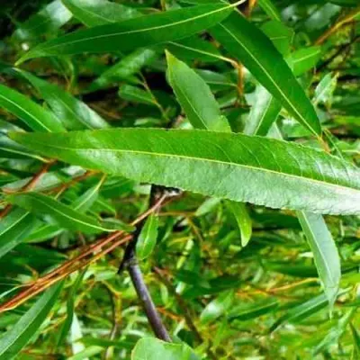 Ива ломкая  в Костроме