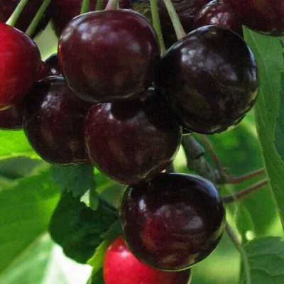 Черешня ВАЛЕРИЙ ЧКАЛОВ в Костроме