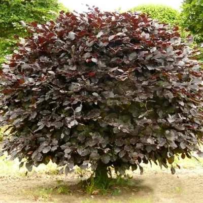 Бук лесной АТРОПУНИЦЕА в Костроме