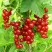 Смородина красная ФЕРТОДИ в Костроме