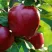 Яблоня РЕД ЧИФ в Костроме
