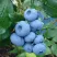 Голубика ТОРО в Костроме