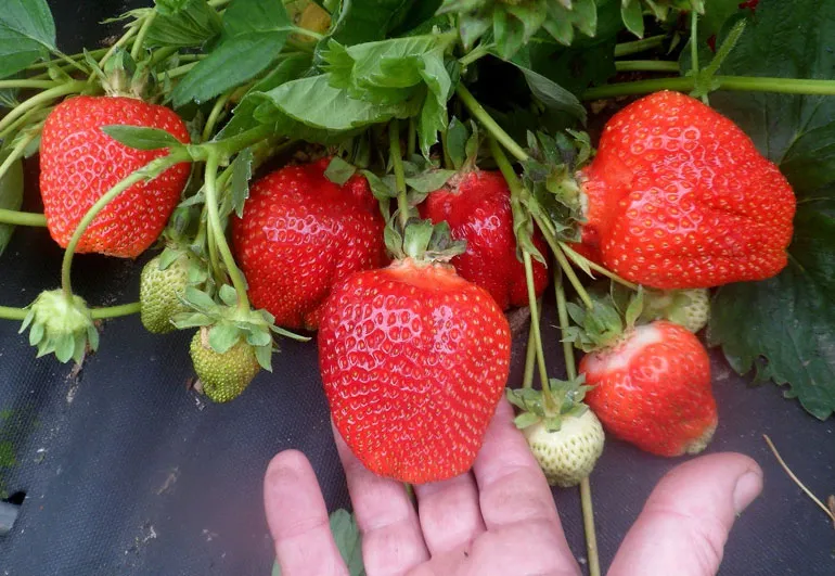 Саженцы клубники