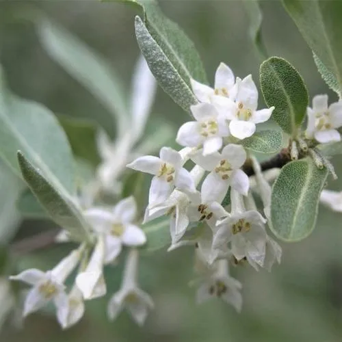 ЛОХ СЕРЕБРИСТЫЙ  ЛОХ СЕРЕБРИСТЫЙ в Костроме