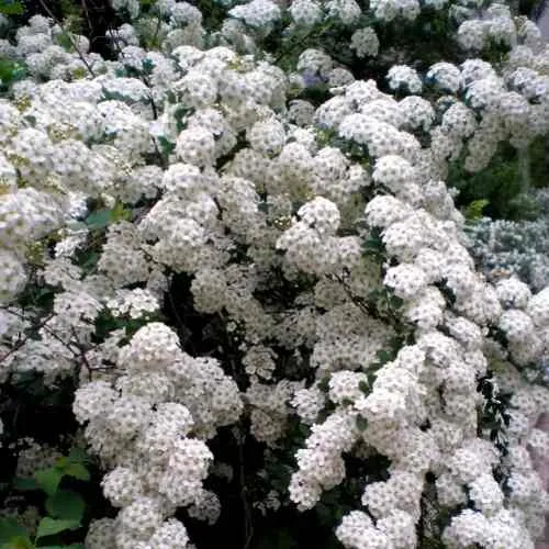 Спирея ВАНГУТТА  Спирея ВАНГУТТА в Костроме