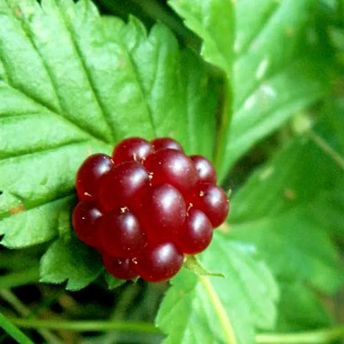 Княженика ЭЛПЕ  Княженика ЭЛПЕ в Костроме