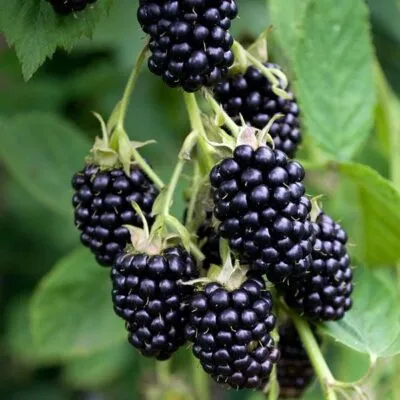 Ремонтантная  Ремонтантная в Костроме