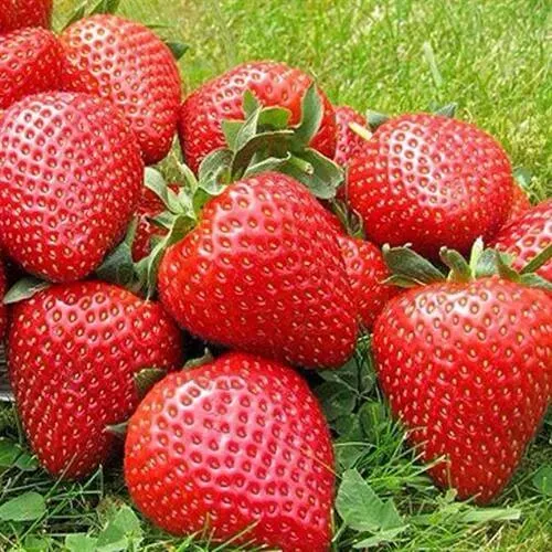 Клубника ЭЛИАНЕ  Клубника ЭЛИАНЕ в Костроме