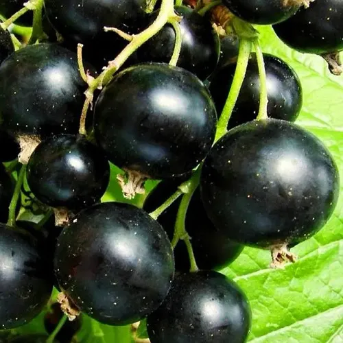 Смородина черная ДАЧНИЦА  Смородина черная ДАЧНИЦА в Костроме