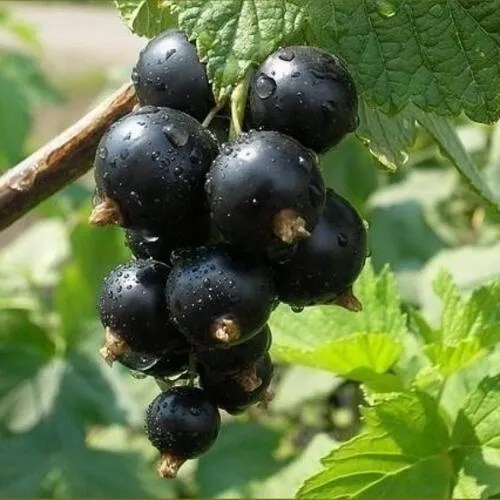 Смородина черная ПИГМЕЙ  Смородина черная ПИГМЕЙ в Костроме